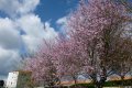 le printemps